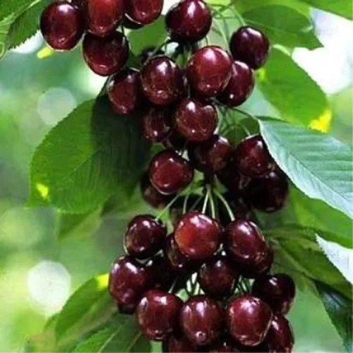 Черешня УДИВИТЕЛЬНАЯ в Королеве