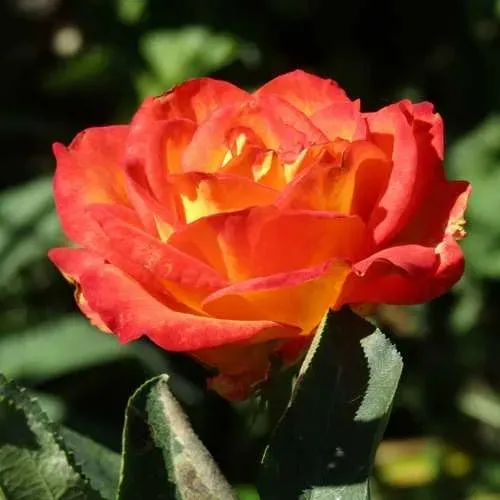 Роза ЛИНА чайно-гибридная  в Королеве