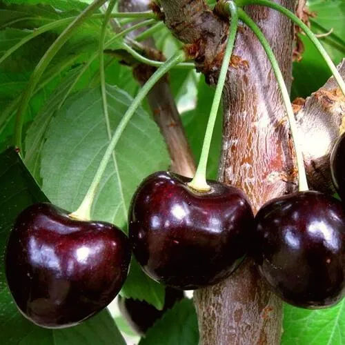 Черешня ДОНЕЦКИЙ УГОЛЁК в Королеве