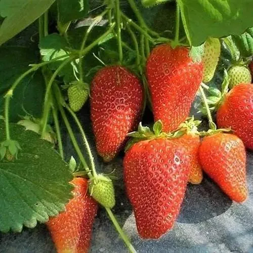 Клубника РОКСАНА в Королеве