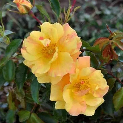 Роза АНГЕЛИНА ФРЕСКА флорибунда  в Королеве