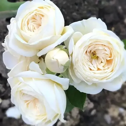 Роза АРТЕМИС шраб в Королеве